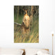 Two Eastern Gray Kangaroos Wall Mural
