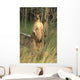 Two Eastern Gray Kangaroos Wall Mural