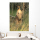 Two Eastern Gray Kangaroos Wall Mural