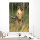 Two Eastern Gray Kangaroos Wall Mural