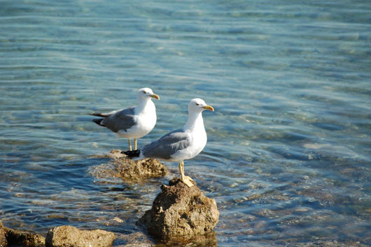 Seagulls Wall Mural