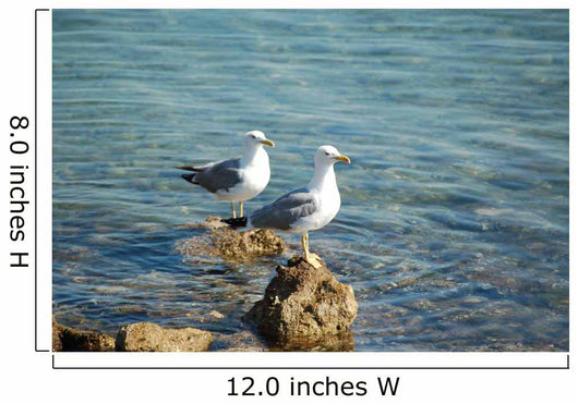 Seagulls Wall Mural