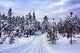 Snow Covered Tree Wall Mural