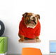 Bulldog in Sweater Making Funny Face Wall Decal