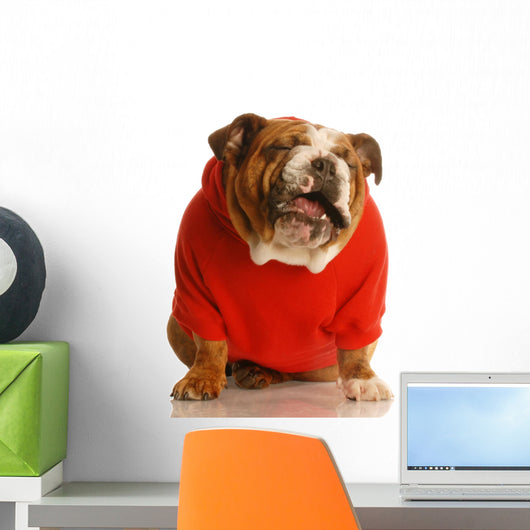 Bulldog in Sweater Making Funny Face Wall Decal