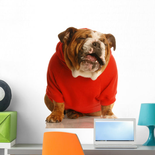Bulldog in Sweater Making Funny Face Wall Decal