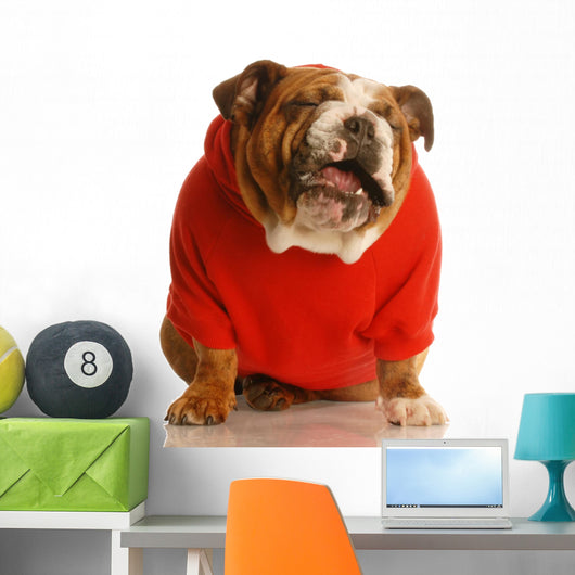 Bulldog in Sweater Making Funny Face Wall Decal