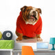 Bulldog in Sweater Making Funny Face Wall Decal