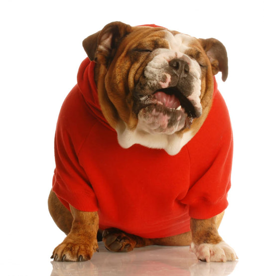 Bulldog in Sweater Making Funny Face Wall Decal