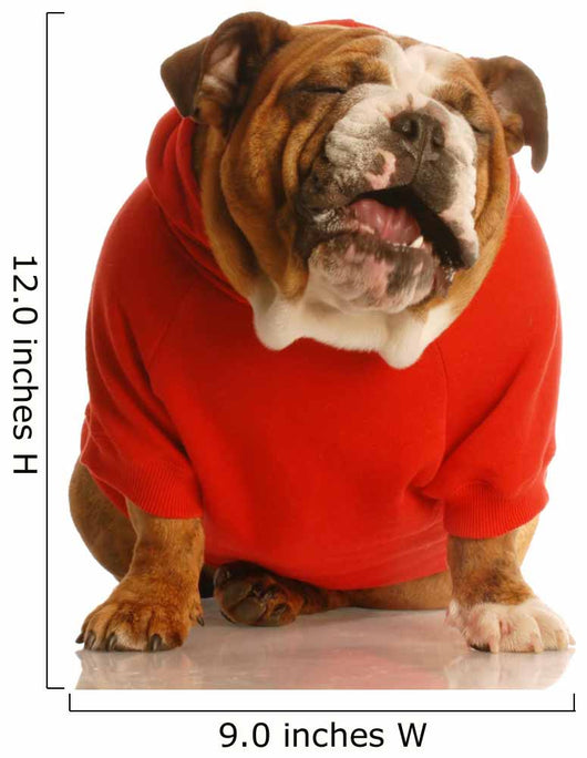 Bulldog in Sweater Making Funny Face Wall Decal