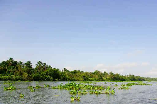 Orinoco Delta Wall Decal