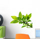 tree branch with green leaves isolated Wall Decal