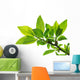 tree branch with green leaves isolated Wall Decal