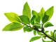 tree branch with green leaves isolated Wall Decal