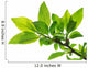 tree branch with green leaves isolated Wall Decal