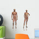 Anatomy Transparant Muscles with Wall Decal Sticker Set