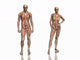 Anatomy Transparant Muscles with Wall Decal Sticker Set