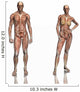 Anatomy Transparant Muscles with Wall Decal Sticker Set