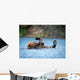 Alaskan Brown Bear Playing Wall Decal