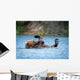 Alaskan Brown Bear Playing Wall Decal