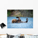 Alaskan Brown Bear Playing Wall Decal