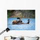Alaskan Brown Bear Playing Wall Decal