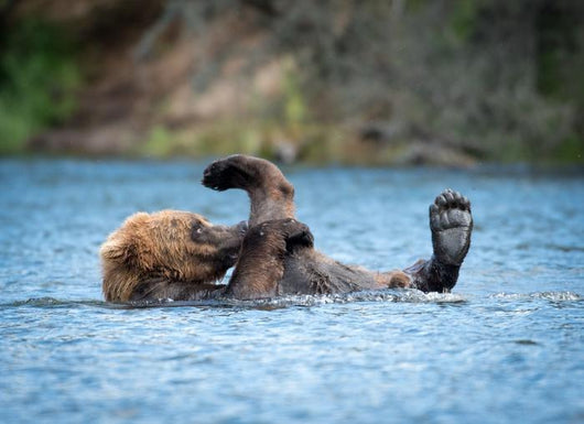 Alaskan Brown Bear Playing Wall Decal