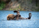 Alaskan Brown Bear Playing Wall Decal