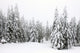 Winterwald Im Nebel Wall Mural