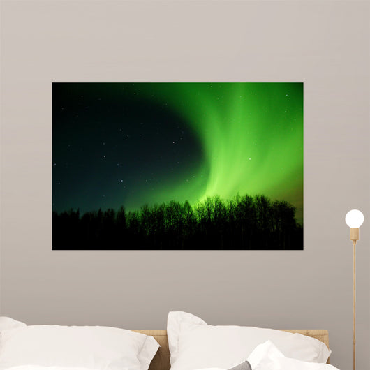 aurora rolling out from behind trees Wall Mural
