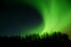 aurora rolling out from behind trees Wall Mural