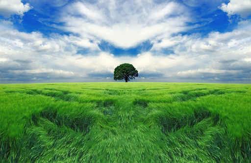 Tree Endless Field Wall Decal