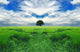 Tree Endless Field Wall Decal
