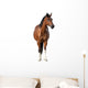 Standing Bay Horse Wall Decal