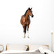Standing Bay Horse Wall Decal