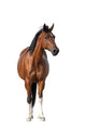 Standing Bay Horse Wall Decal