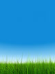 green grass over a clear blue sky without clouds as background Wall Mural