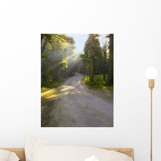 Rays Trail Wall Decal