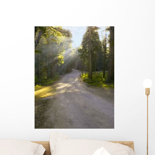Rays Trail Wall Decal