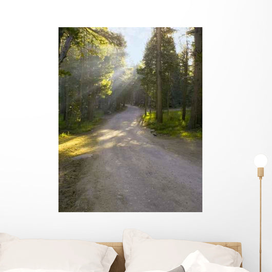 Rays Trail Wall Decal