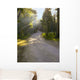Rays Trail Wall Decal
