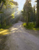 Rays Trail Wall Decal