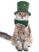Cute St. Patrick's Day cat Wall Decal