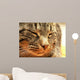 CAT Wall Mural