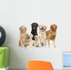 6 Golden Retriever and Labrador Facing Camera Wall Decal