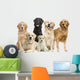 6 Golden Retriever and Labrador Facing Camera Wall Decal