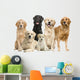 6 Golden Retriever and Labrador Facing Camera Wall Decal
