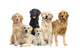 6 Golden Retriever and Labrador Facing Camera Wall Decal