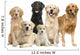 6 Golden Retriever and Labrador Facing Camera Wall Decal
