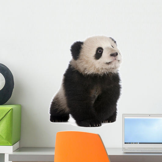 Giant Panda 6 Months Wall Decal